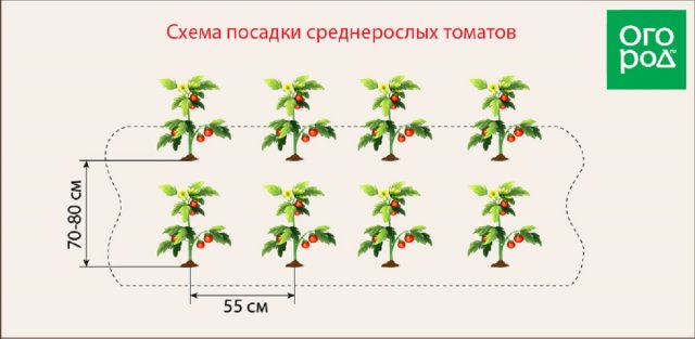 На каком расстоянии сажать помидоры в теплице и открытом грунте (схемы) 