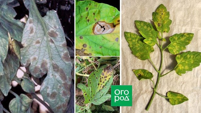 На листьях рассады пятна – как вылечить