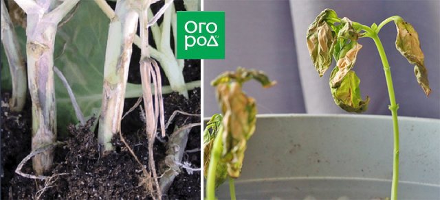 На листьях рассады пятна – как вылечить