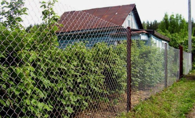 Не были на даче много лет: как привести участок в порядок 