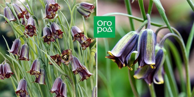 Не только рыжие и пестрые: 9+ ярких и очаровательных рябчиков 