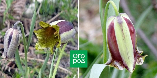 Не только рыжие и пестрые: 9+ ярких и очаровательных рябчиков 