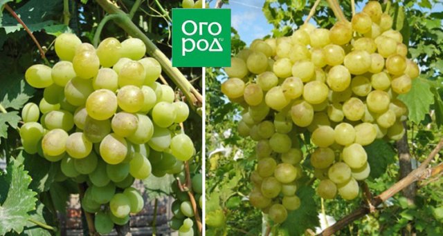Неукрывной виноград – лучшие сорта для средней полосы 
