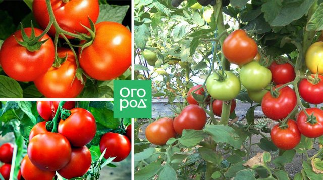 Низкорослые томаты – самые урожайные сорта и гибриды 