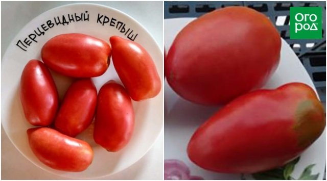 Низкорослые томаты – самые урожайные сорта и гибриды 