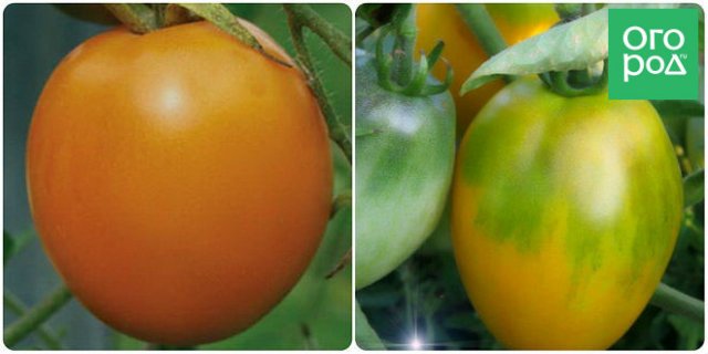 Низкорослые томаты – самые урожайные сорта и гибриды 