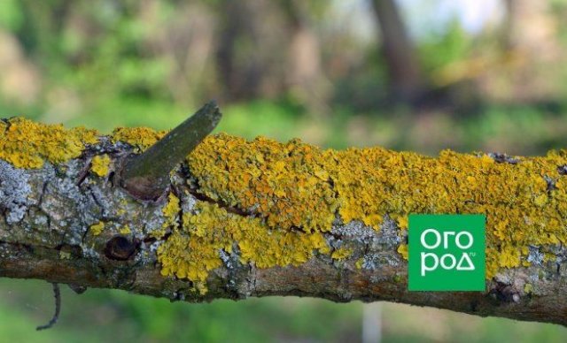 Нужно ли очищать деревья от мхов и лишайников 