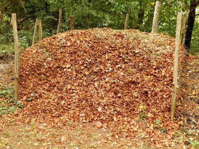 Нужно ли убирать из сада опавшие осенью листья 