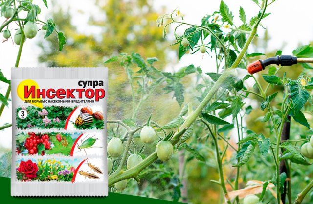 Огород без тли и колорадского жука: избавляемся от вредителей на весь сезон 