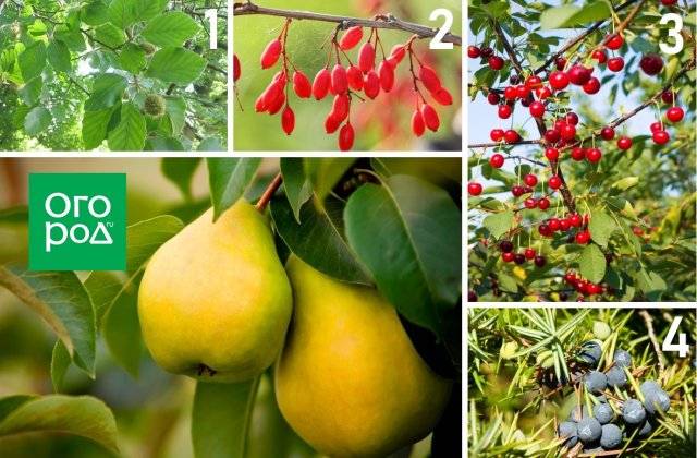 Опасное соседство: никогда не сажайте эти деревья и кустарники рядом! 