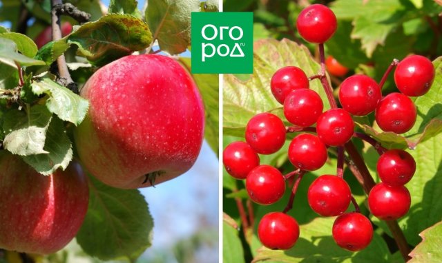 Опасное соседство: никогда не сажайте эти деревья и кустарники рядом! 