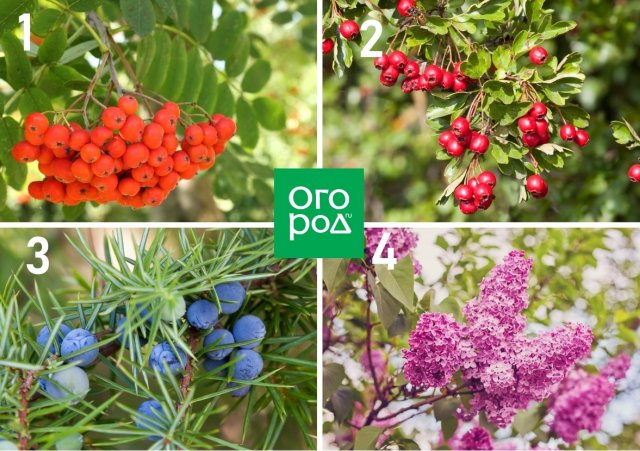 Опасное соседство: никогда не сажайте эти деревья и кустарники рядом! 