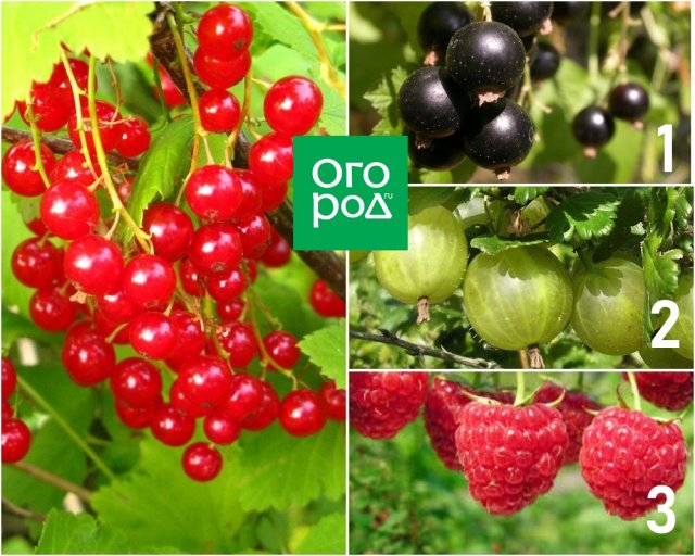 Опасное соседство: никогда не сажайте эти деревья и кустарники рядом! 