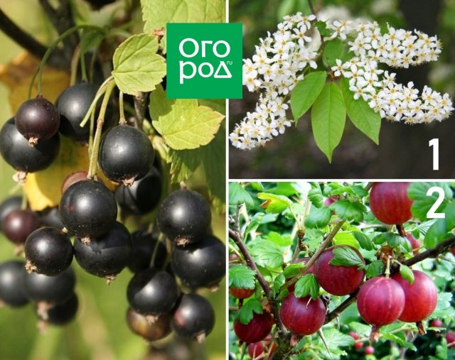Опасное соседство: никогда не сажайте эти деревья и кустарники рядом! 