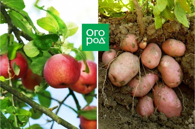 Опасное соседство: никогда не сажайте эти деревья и кустарники рядом! 