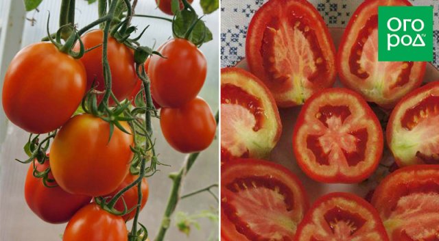 Оптимально для банок: 17 сортов томатов для цельноплодного консервирования 