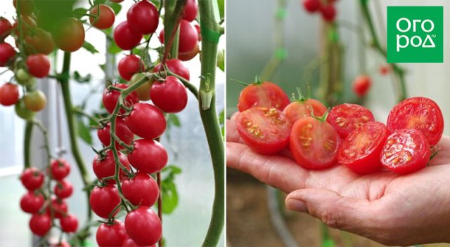 Оптимально для банок: 17 сортов томатов для цельноплодного консервирования 