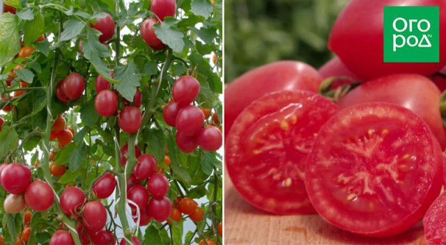 Оптимально для банок: 17 сортов томатов для цельноплодного консервирования 