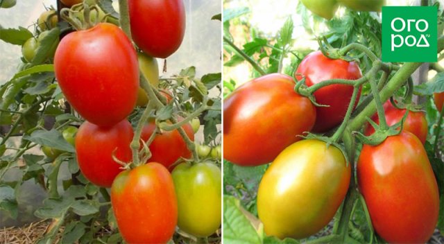 Оптимально для банок: 17 сортов томатов для цельноплодного консервирования 