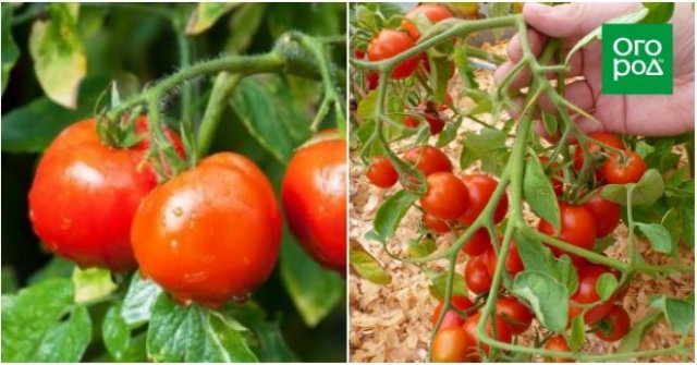 Оптимально для банок: 17 сортов томатов для цельноплодного консервирования 