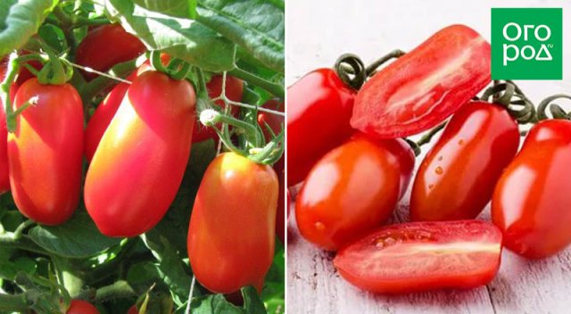 Оптимально для банок: 17 сортов томатов для цельноплодного консервирования 