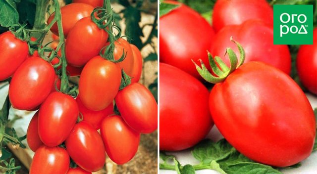 Оптимально для банок: 17 сортов томатов для цельноплодного консервирования 