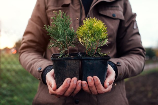Осенняя посадка хвойных: сроки и правила 