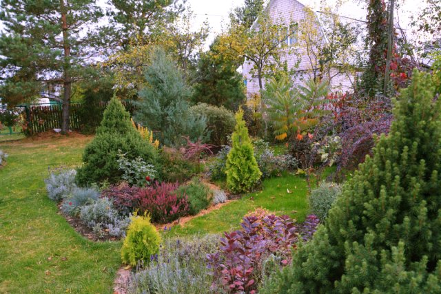 Осенняя посадка хвойных: сроки и правила 