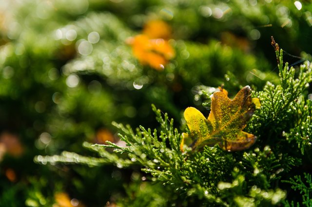 Осенняя посадка хвойных: сроки и правила 