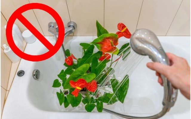 "Ошпаривание" комнатных цветов: зачем нужно и как его правильно провести 