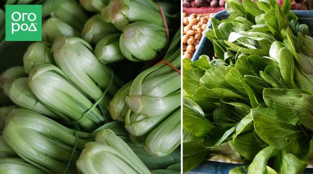 Овощи для похудения – выращиваем сами 