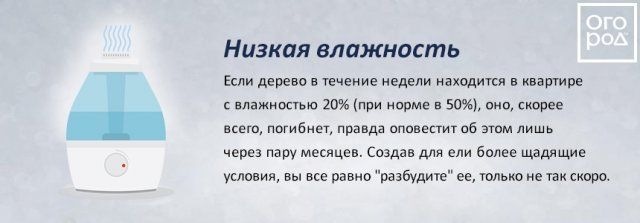 Переживет ли ель в кадке новогодние праздники? Развенчиваем мифы продавцов 