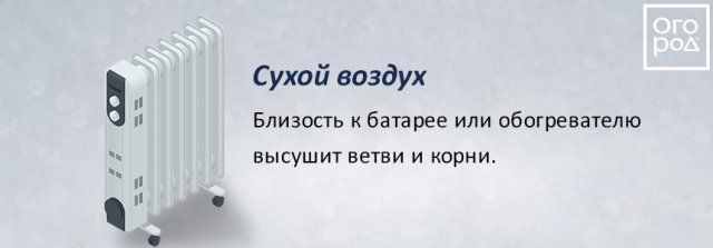Переживет ли ель в кадке новогодние праздники? Развенчиваем мифы продавцов 