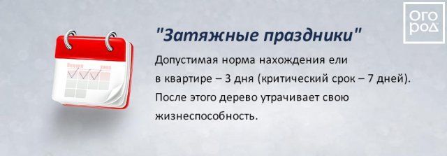 Переживет ли ель в кадке новогодние праздники? Развенчиваем мифы продавцов 
