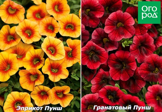 Петунии, сурфинии, фортунии, комплиментунии, петхоа, калибрахоа – в чем разница 