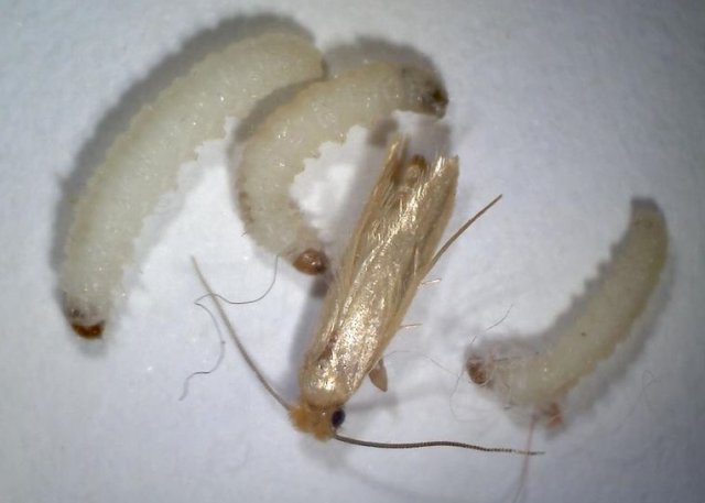 Платяная моль: как бороться и как победить