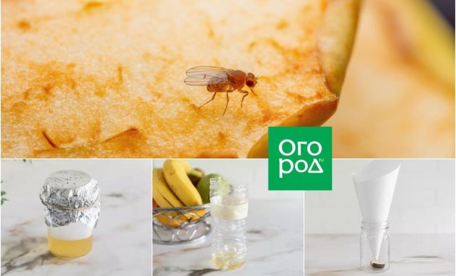 Плодовые мушки на кухне: откуда берутся и как избавиться 