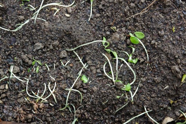 Почему полегла рассада и можно ли ее спасти