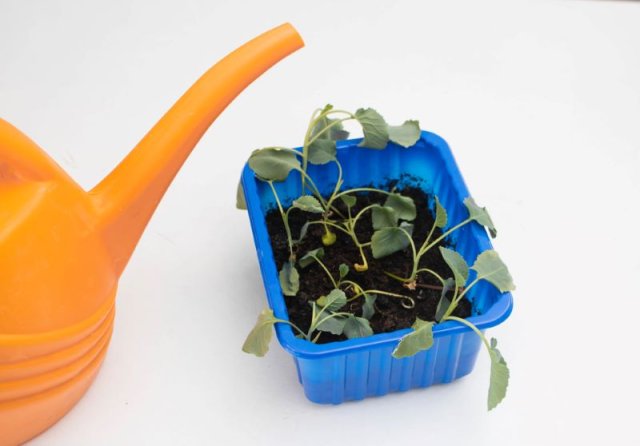 Почему полегла рассада и можно ли ее спасти