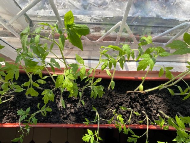 Почему полегла рассада и можно ли ее спасти