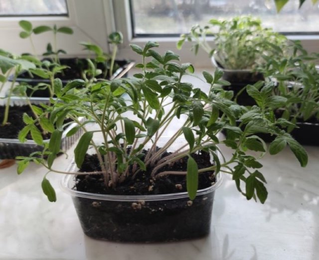 Почему полегла рассада и можно ли ее спасти