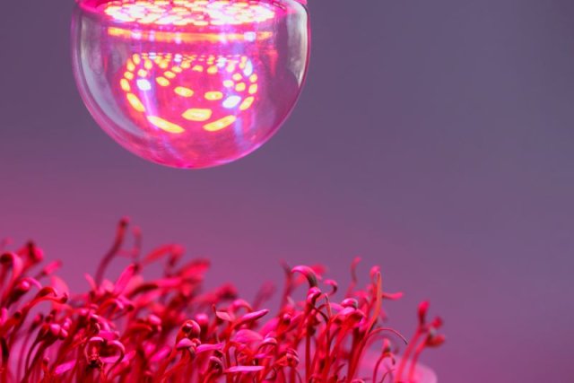 Почему полегла рассада и можно ли ее спасти