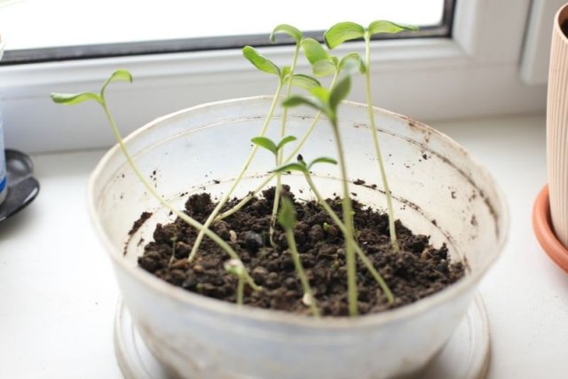 Почему полегла рассада и можно ли ее спасти