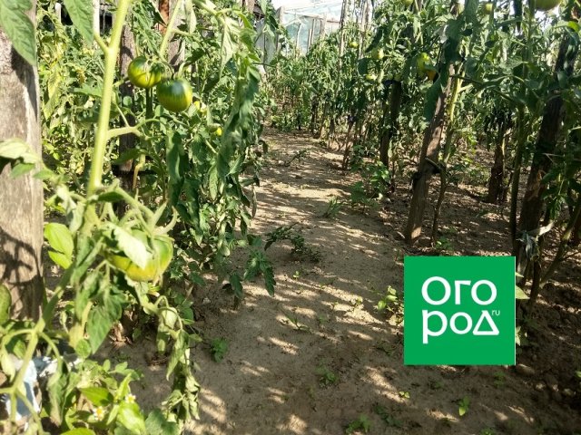 Почему трескаются томаты и как этого избежать 