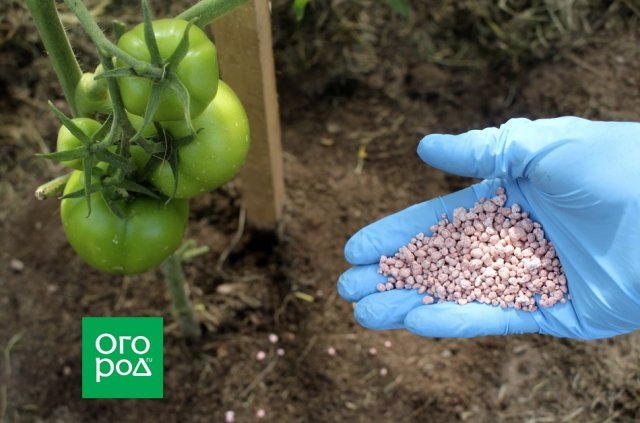 Поздняя весна и сырое лето – как не остаться без урожая 