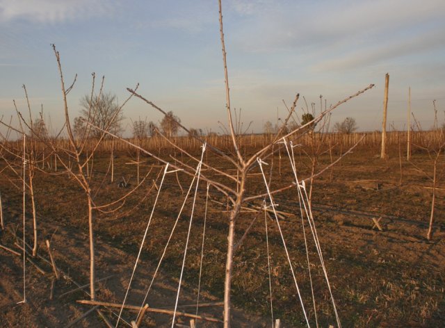 Правильная формировка кроны: три главных приема для всех деревьев 