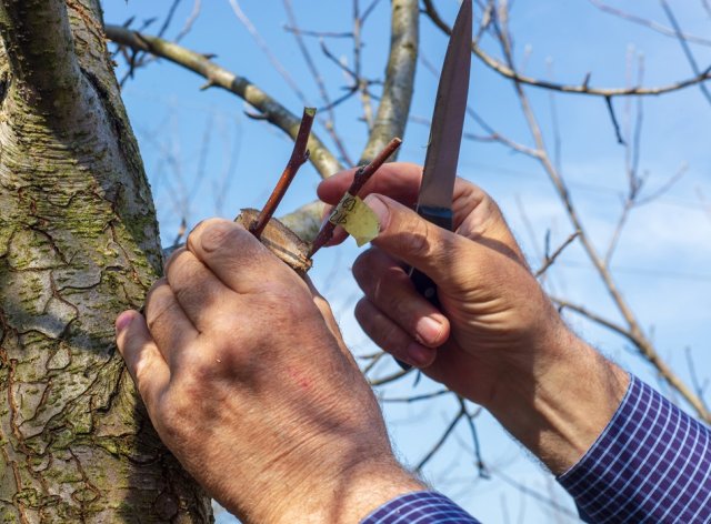 Правильная формировка кроны: три главных приема для всех деревьев 