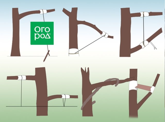 Правильная формировка кроны: три главных приема для всех деревьев 
