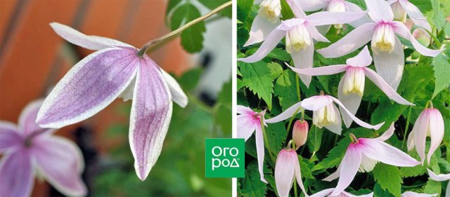 Раннецветущие клематисы – когда хочется весны поскорей