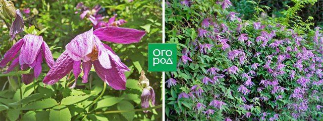 Раннецветущие клематисы – когда хочется весны поскорей